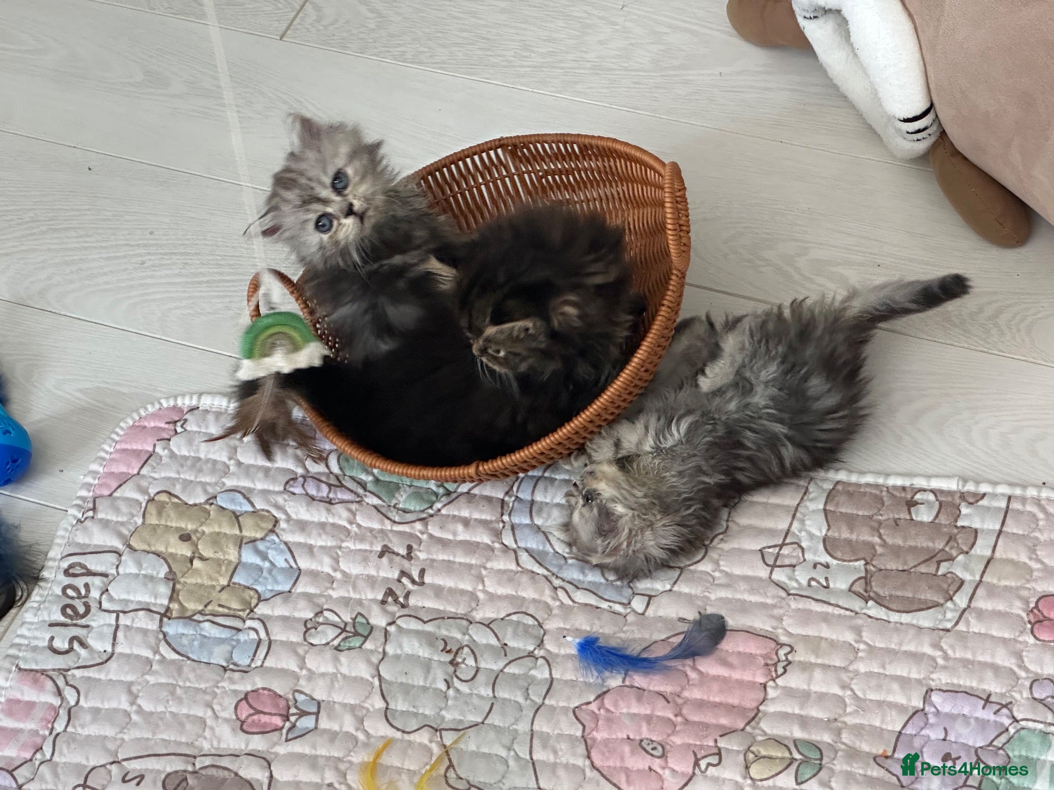 Persian cats Gorgeous Persian/chinchilla Persian Kittens - Advert 2