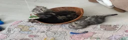 Persian cats for sale: Gorgeous Persian/chinchilla Persian Kittens in Bracknell - Advert 2