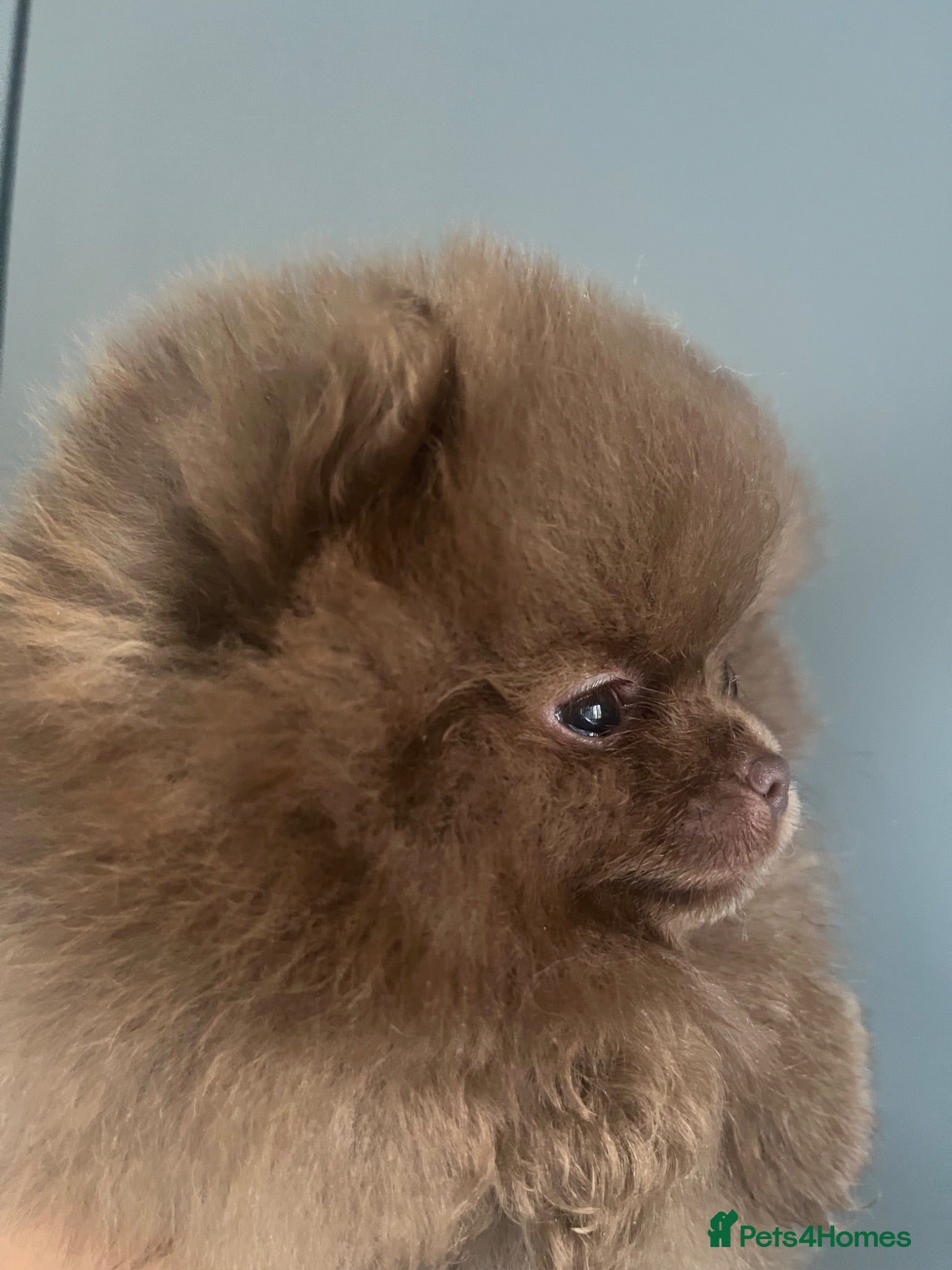 Pomeranian dogs Pomeranian babies for sale!!! - Advert 8