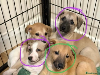 Whippet dogs - Advert 1