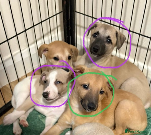 Whippet dogs - Advert 1