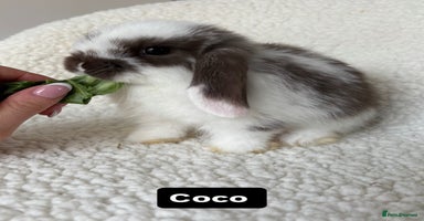 Mini Lop rabbits - Advert 12