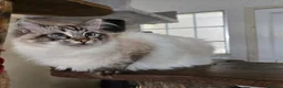Ragdoll cats for sale: Seal and Blue Tabby female Ragdolls - Advert 1