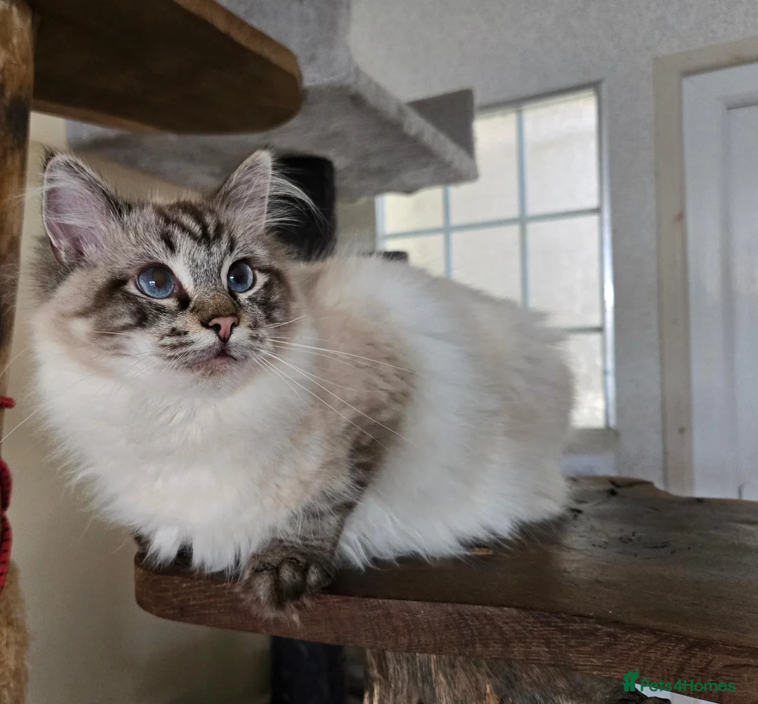 Ragdoll cats for sale: Seal and Blue Tabby female Ragdolls - Advert 1