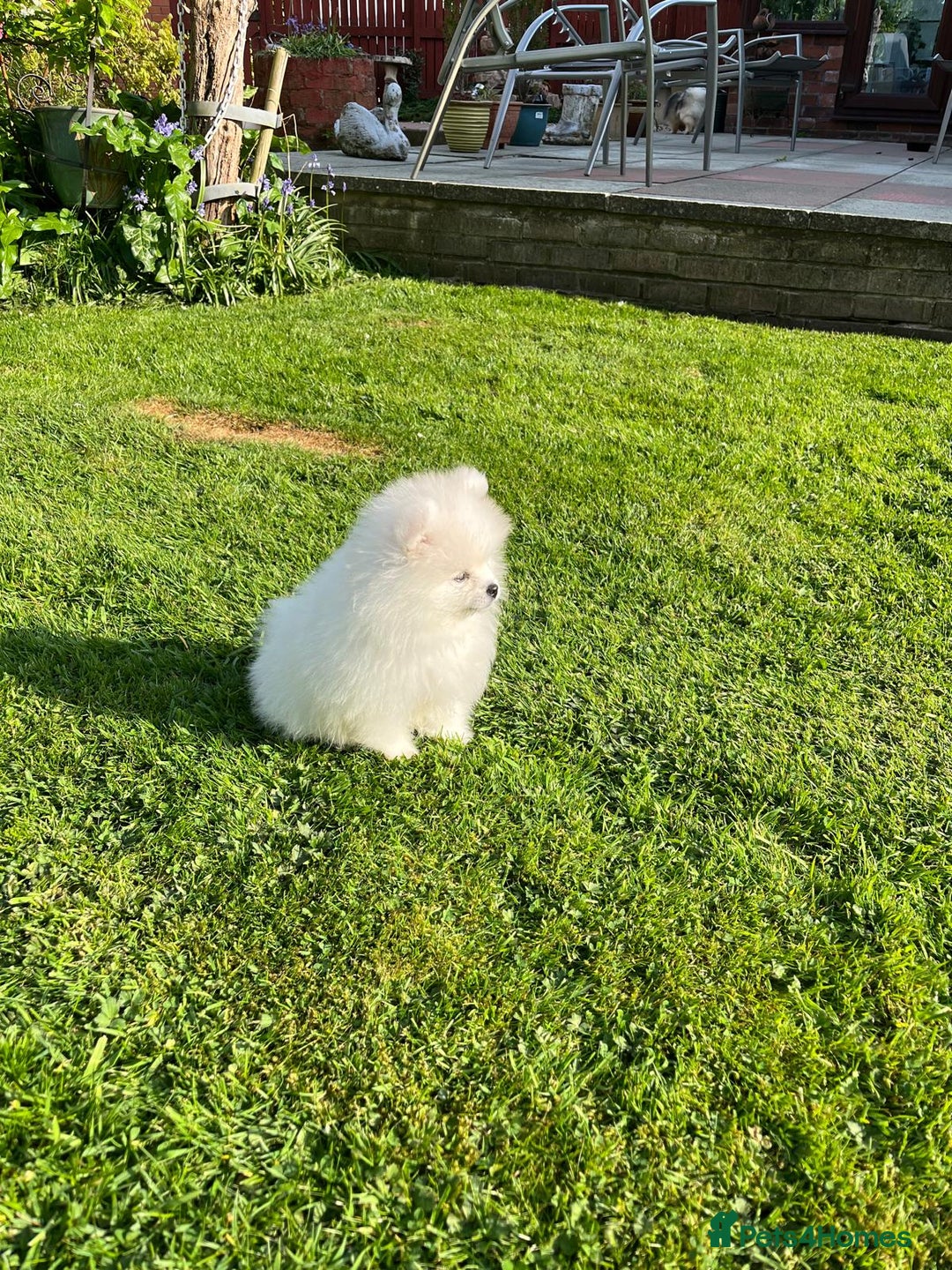 Pomeranian dogs for sale: Beautiful pure white male pomeranian  - Advert 4