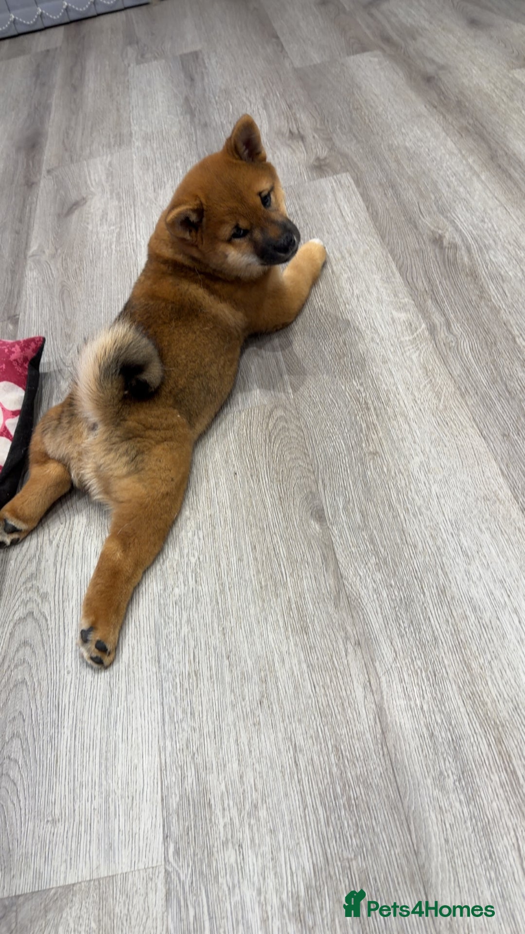 Japanese Shiba Inu dogs for sale: Japanese Shiba Inu  - Advert 11