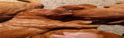 Labradoodle dogs for sale: DARK FOX RED LABRADOODLES in Alnwick - Advert 7