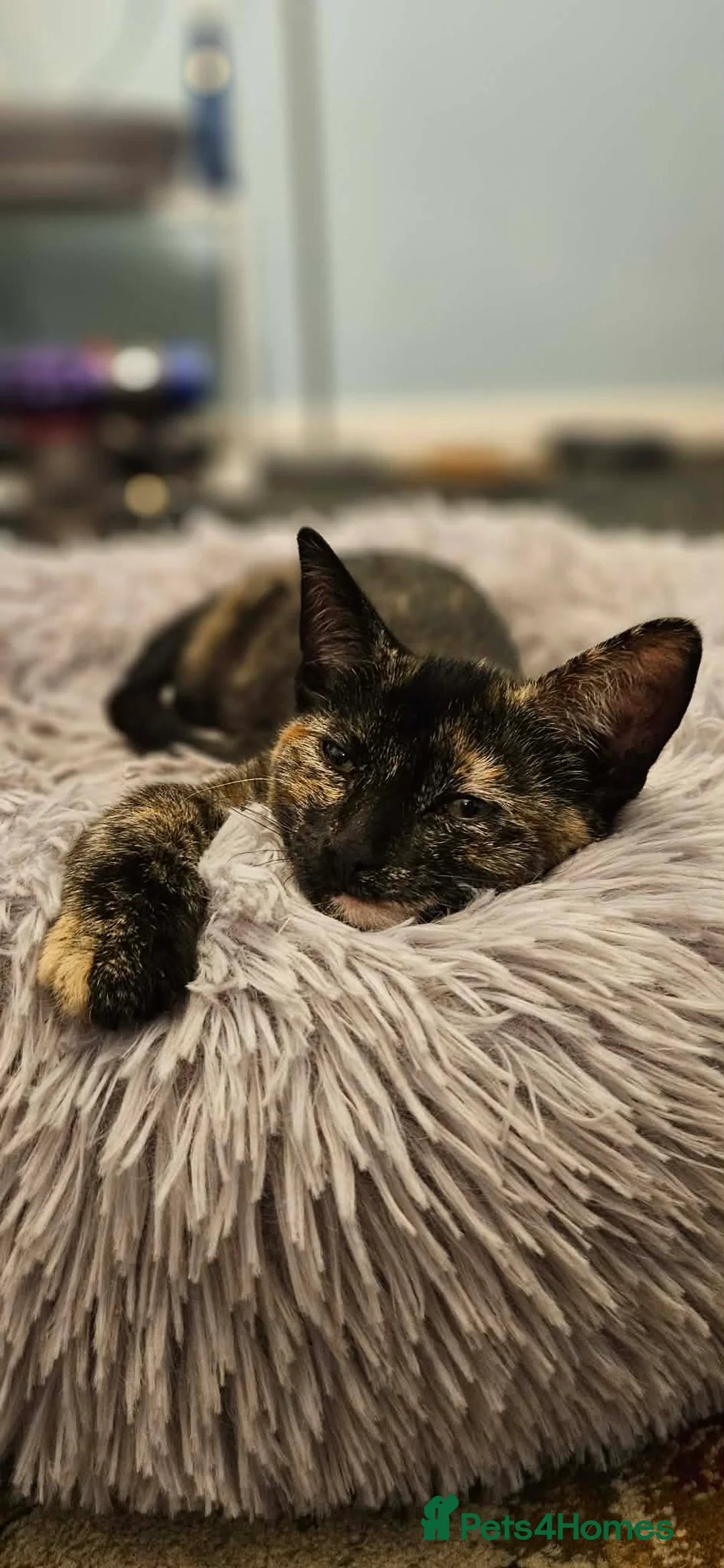 Mixed Breed cats for sale: Two Kittens - Ready for Furever Home in Grantham - Advert 2