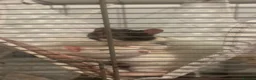 Rat rodents for sale: Two rats for rehoming  in Ipswich - Advert 3