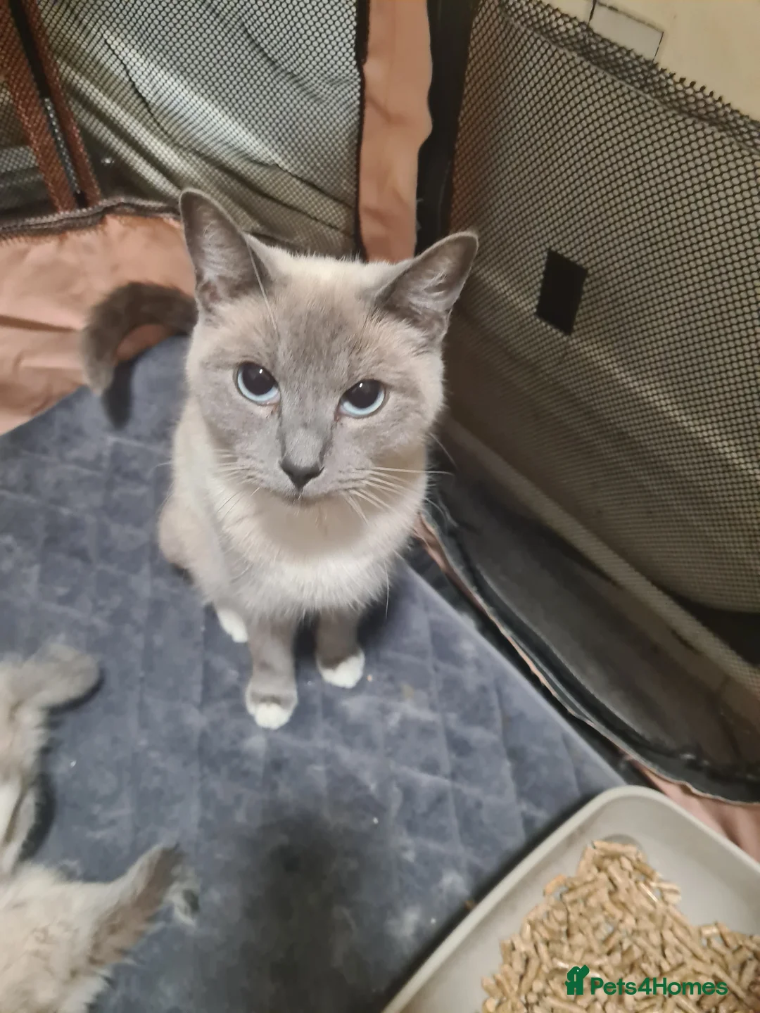 Ragdoll cats for sale: Ragdoll kittens  - Advert 1