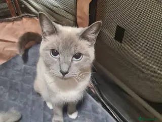 Ragdoll cats Ragdoll kittens - Advert 1