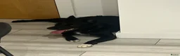 Border Collie dogs for sale: Kola  - Advert 3