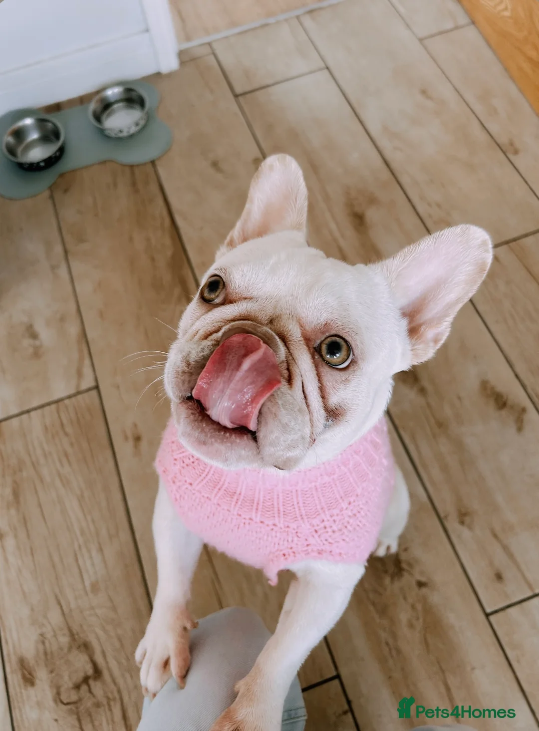 French Bulldog dogs for sale: Suki looking for her forever home in Telford - Advert 2