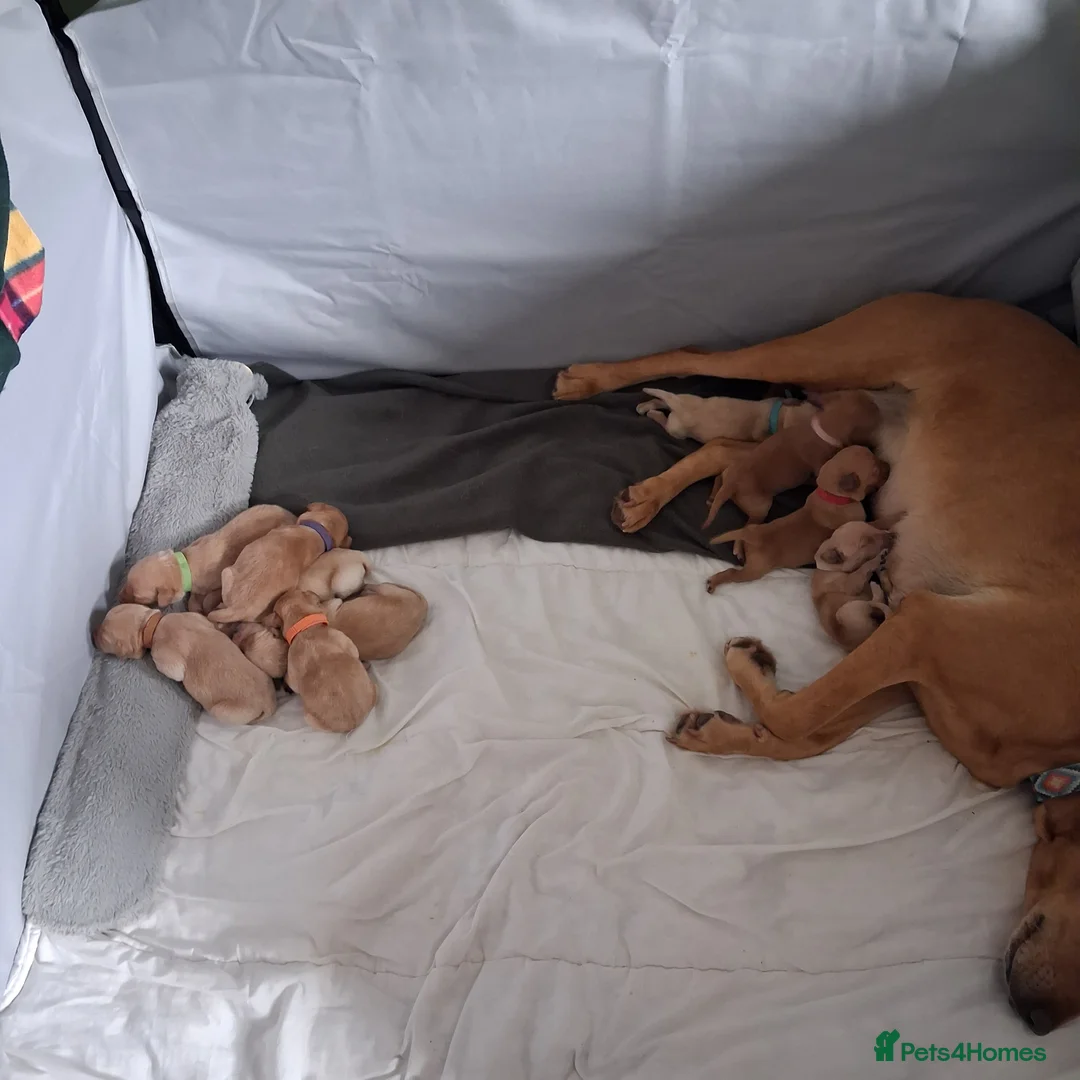 Labrador Retriever dogs for sale: Beautiful KC registered lab puppies for sale.  in Kelso - Advert 2