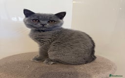 British Shorthair cats for sale:  2 British Shorthair Kittens ready now!  - Image 2