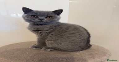 British Shorthair cats - Advert 14