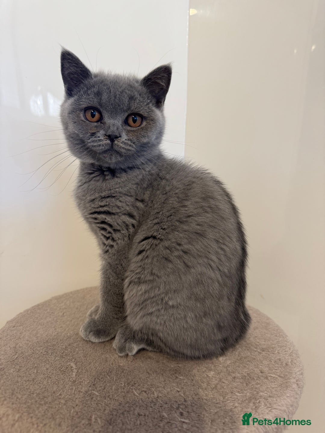 British Shorthair cats for sale:  2 British Shorthair Kittens ready now!  - Image 2