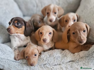 Miniature Dachshund dogs Beautiful kc miniature Dachshund puppies - Advert 4