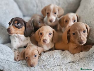 Miniature Dachshund dogs Beautiful kc miniature Dachshund puppies - Advert 14