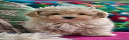 Maltipoo dogs for sale: Amazing Tiny Korean Maltipoo Puppies.  - Advert 9