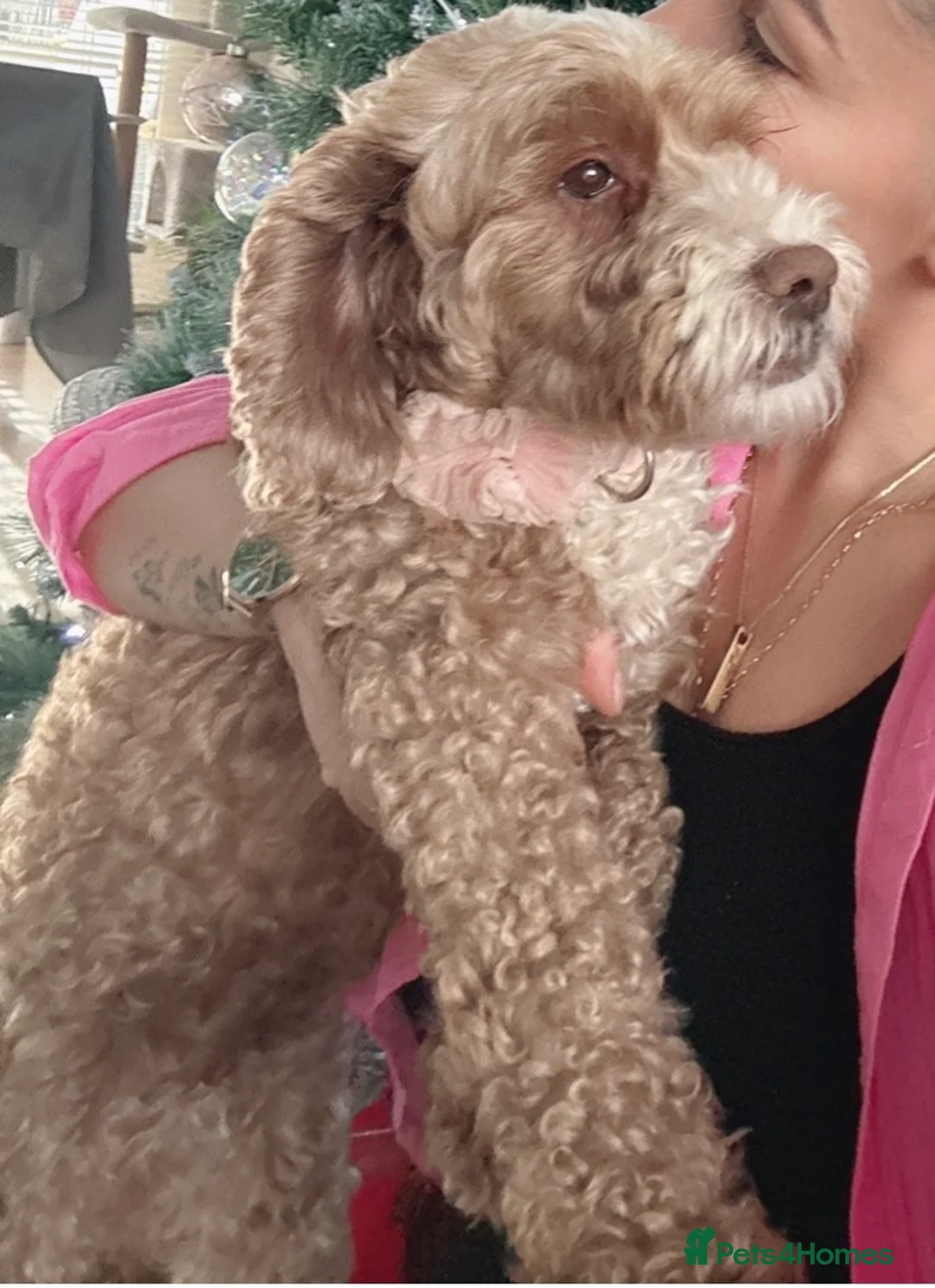 Cockapoo dogs for sale: ❤️ Luna - 8 year old female dog ❤️ - Advert 1