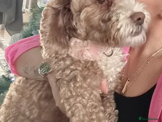 Cockapoo dogs ❤️ Luna - 8 year old female dog ❤️ - Advert 1