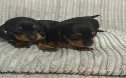 Dachshund dogs for sale: dachshund puppies  - Image 5