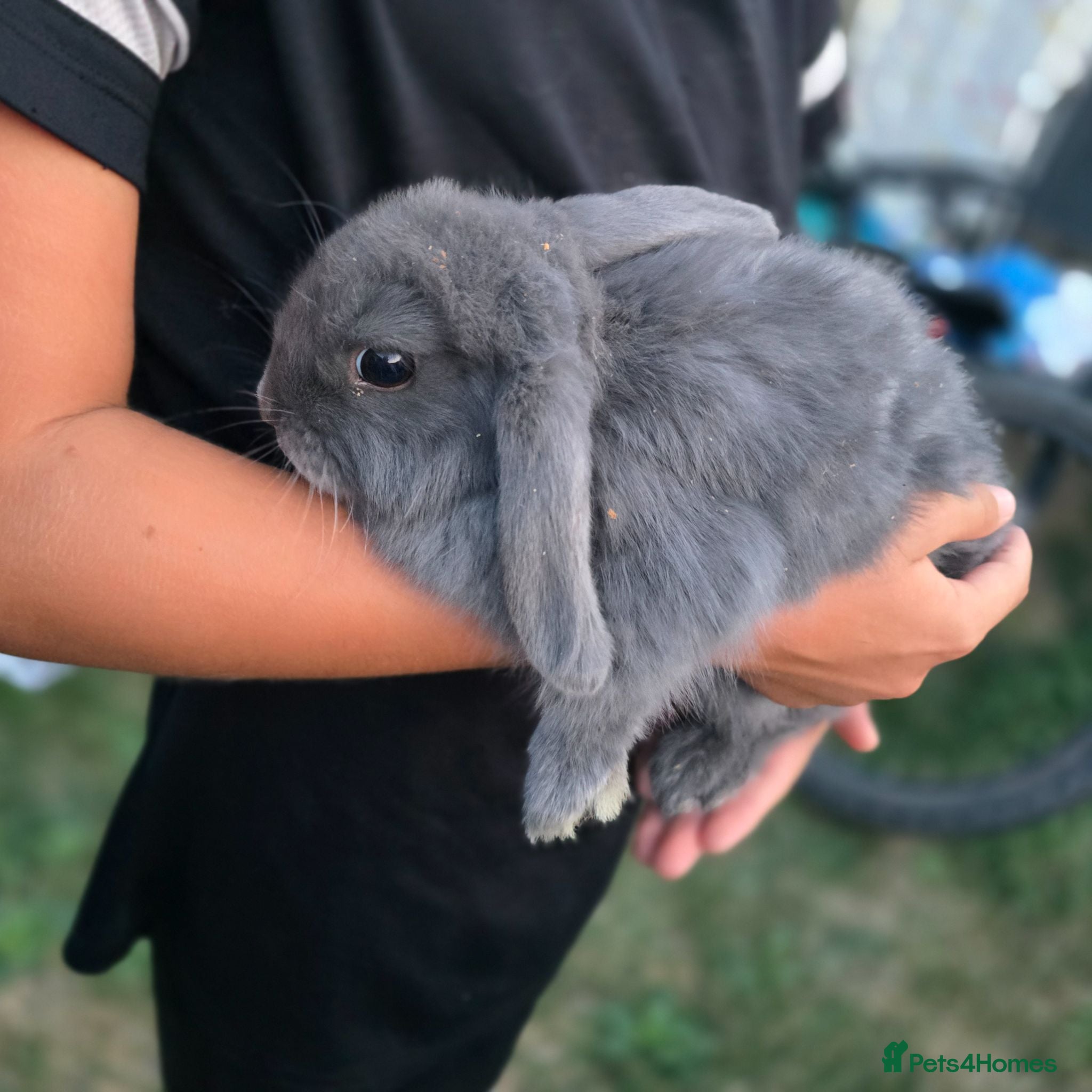 Mini Lop rabbits Mini Loop bunnies 12 weeks old 3 bunnies left - Advert 1
