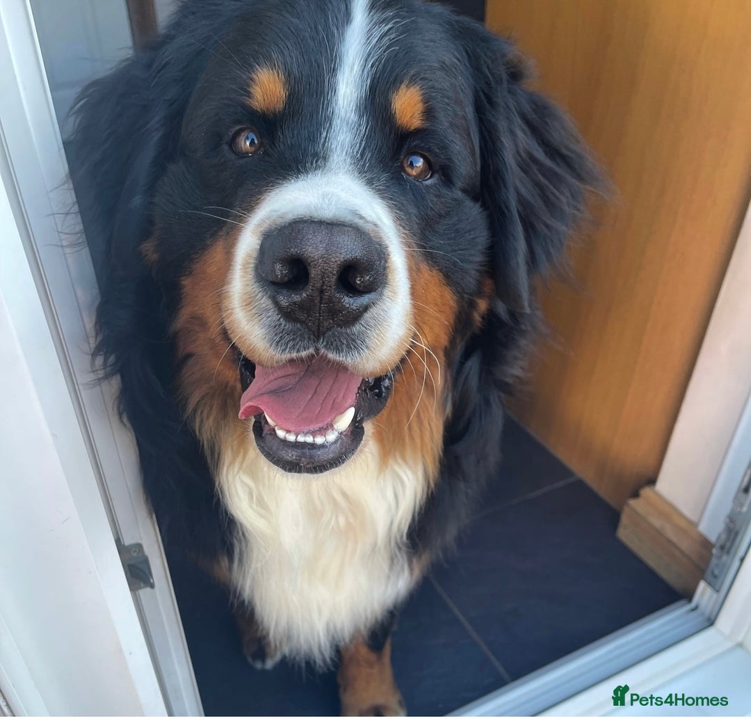 Bernese Mountain Dog dogs for stud: 🔥 CRUZ💥 TOP QUALITY BERNESE MOUNTAIN DOG STUD in Whitehaven - Image 11