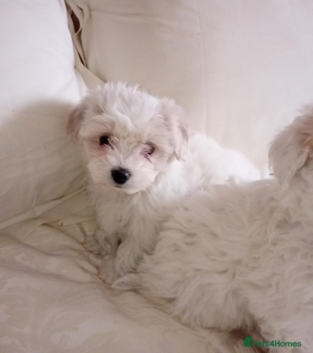 Maltipoo dogs for sale: Maltipoo puppies  - Advert 5