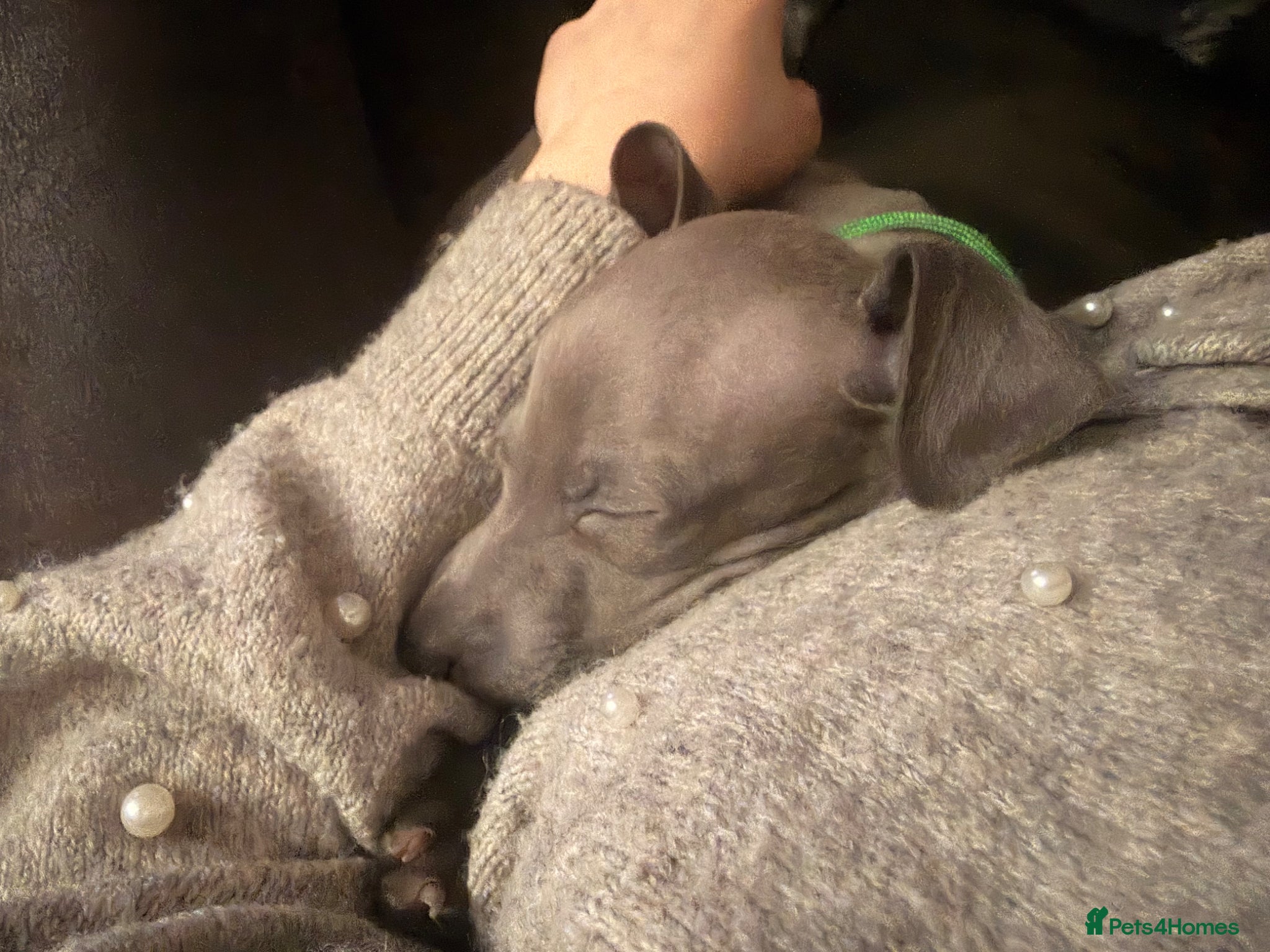 Italian Greyhound dogs Italian greyhound puppies - Advert 5