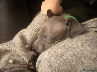 Italian Greyhound dogs Italian greyhound puppies - Advert 5