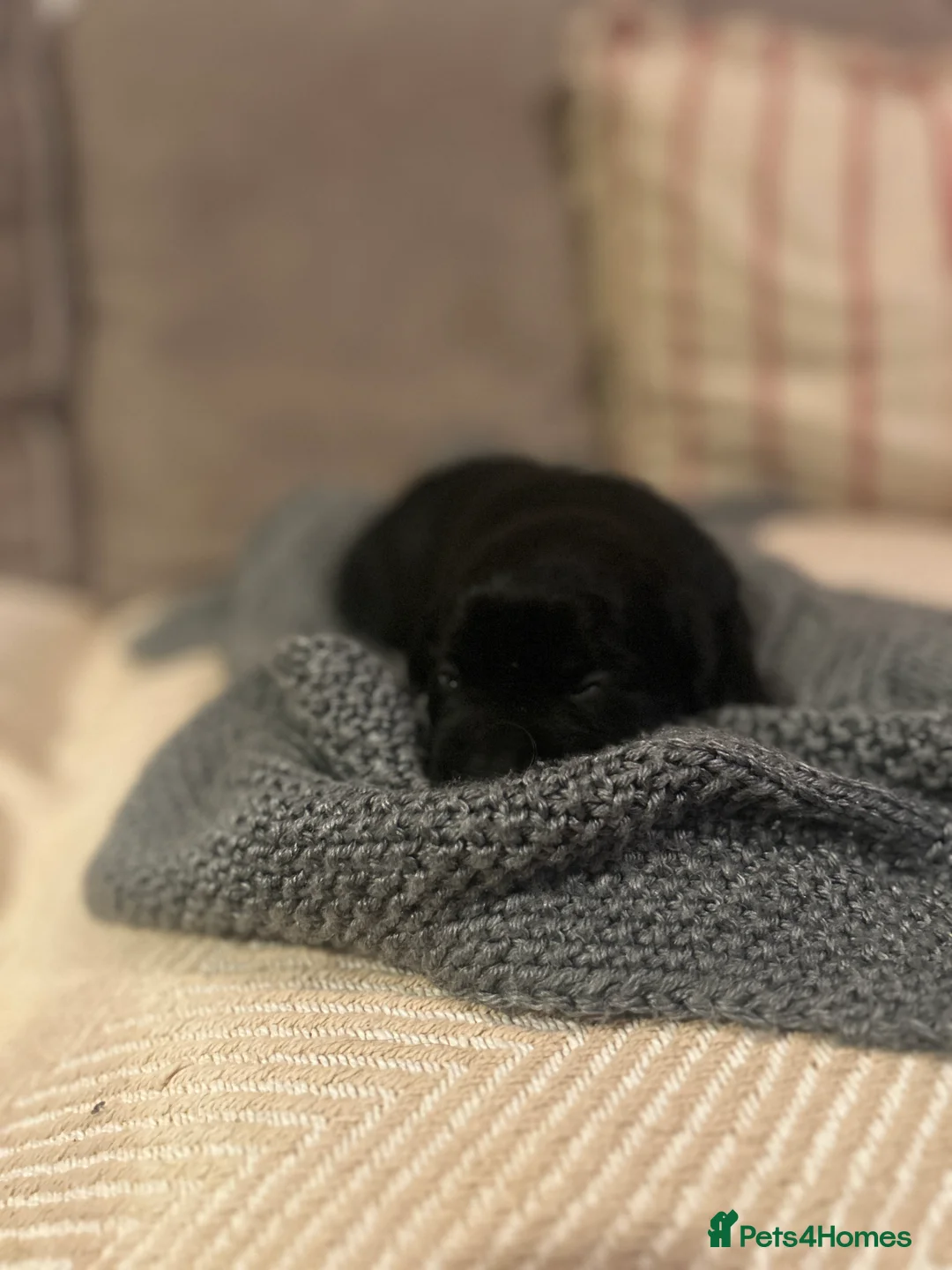 Labrador Retriever dogs for sale: Labrador Puppies - Advert 22