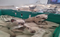Siamese cats for sale: 3 beautiful siamese seal point kittens  - Image 1