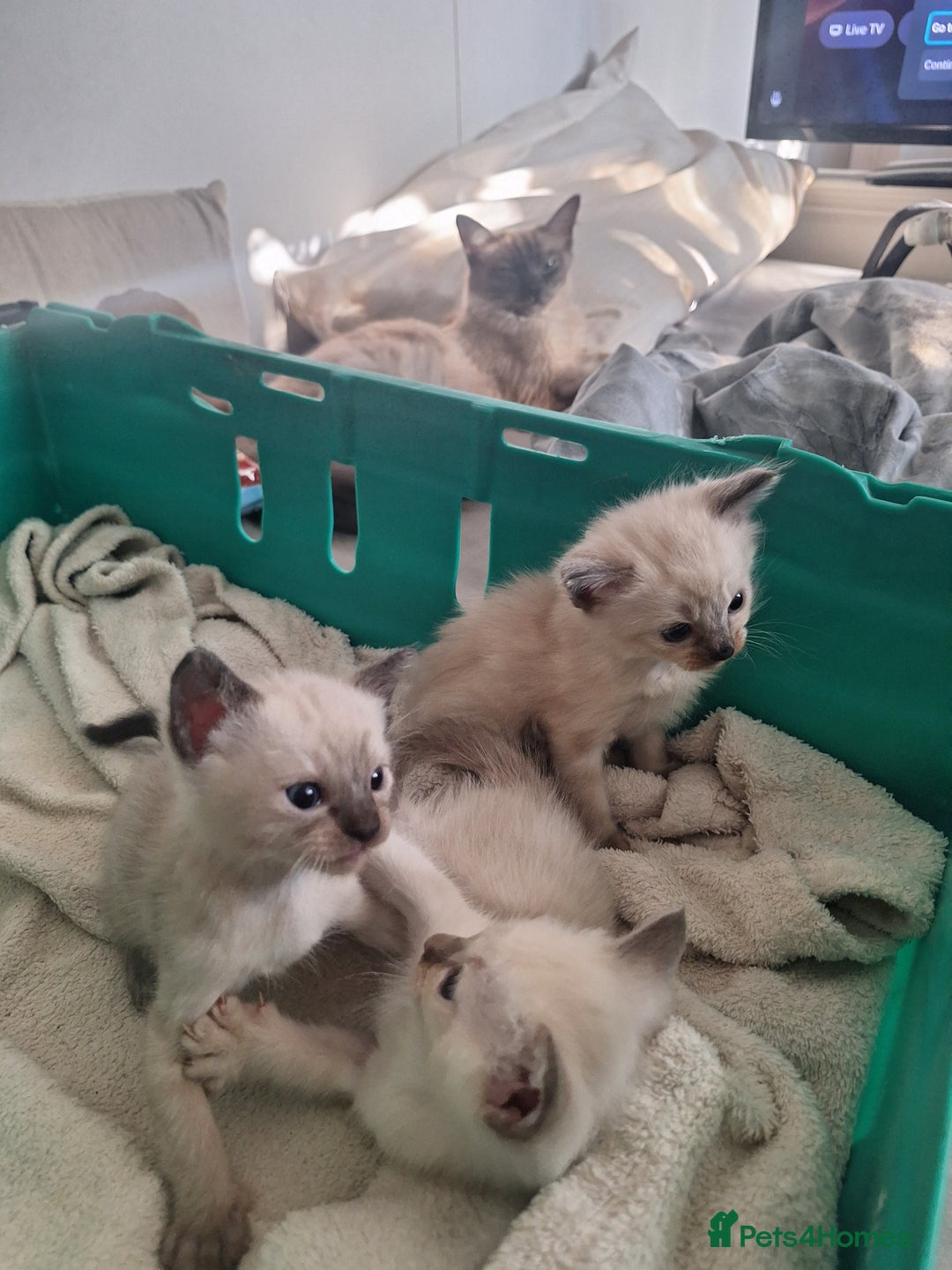 Siamese cats for sale: 3 beautiful siamese seal point kittens  - Image 1