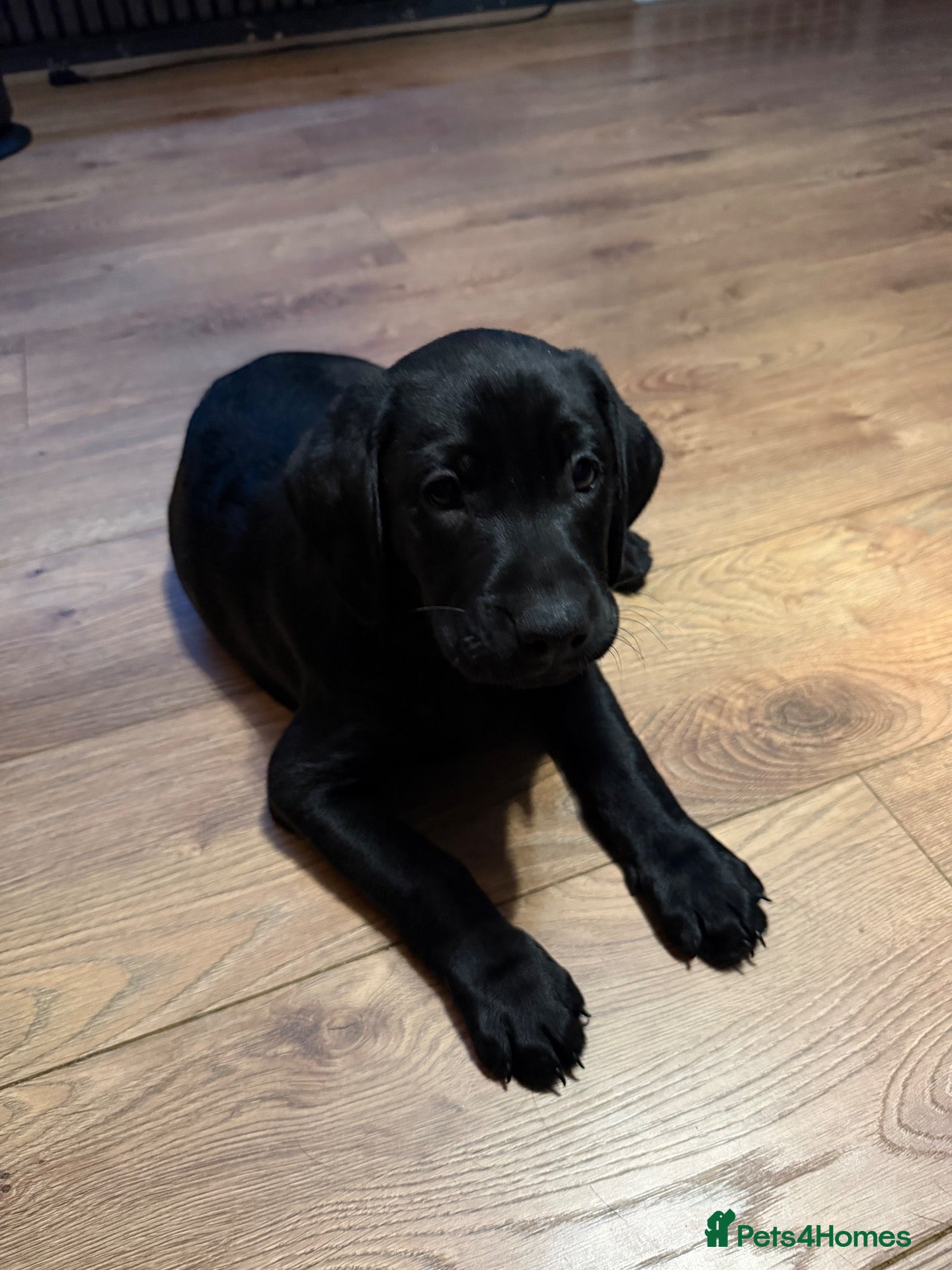 Labrador Retriever dogs 1 Labrador puppy available. READY TO GO ❤️ - Advert 5