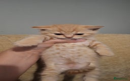 British Shorthair cats for sale: 5 british shorthair kittens. Male and female! - Image 2