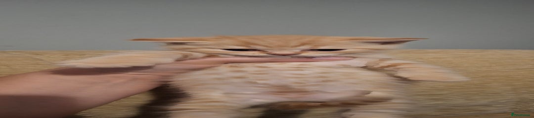 British Shorthair Kitten 1