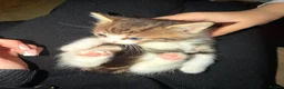 Mixed Breed cats for sale: Adorable Litter-Trained Kittens for Sale 🐾 in Birmingham - Advert 2