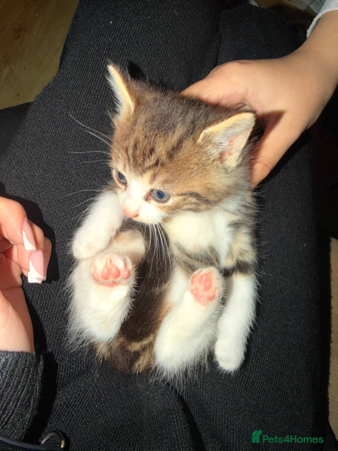 Mixed Breed cats for sale: Adorable Litter-Trained Kittens for Sale 🐾 in Birmingham - Advert 2
