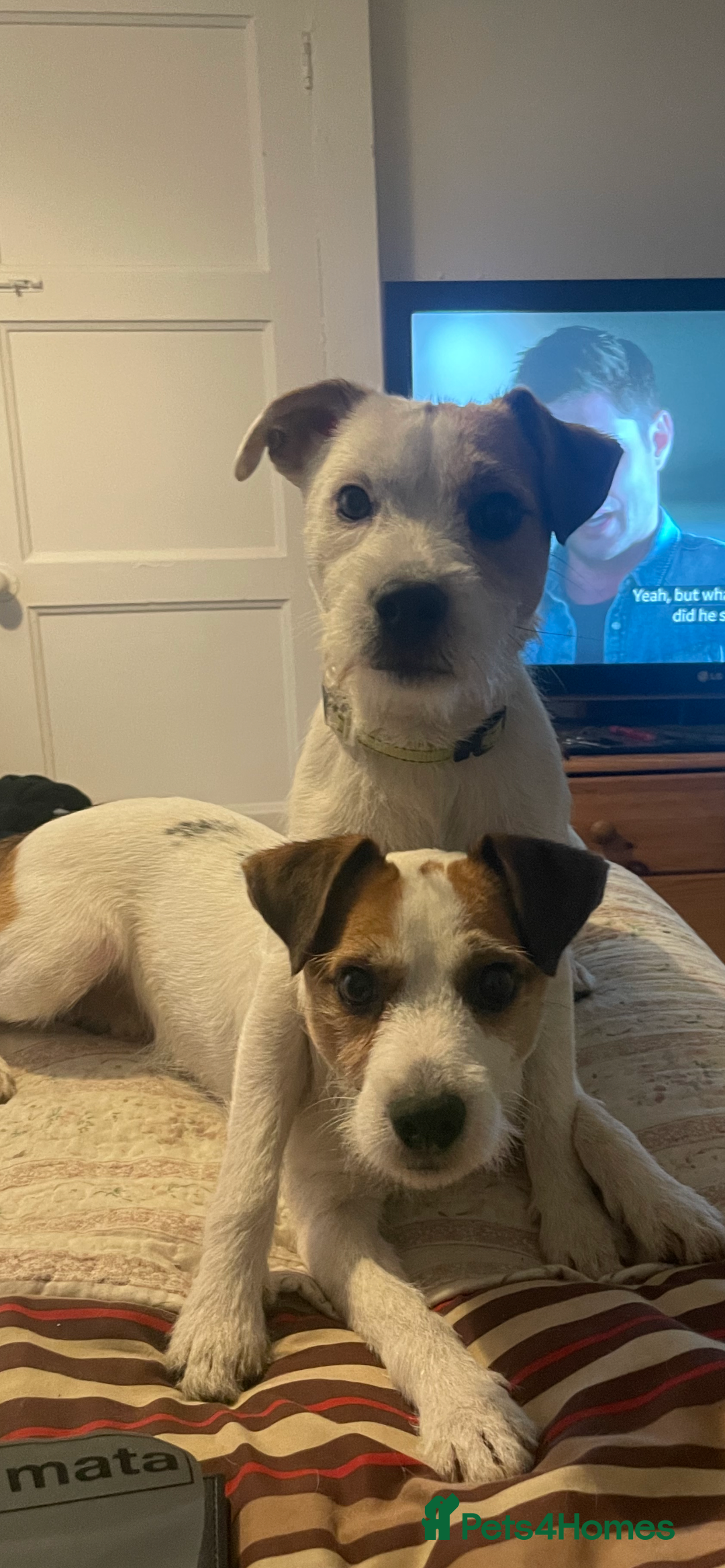 Parson Russell dogs for stud: Parson Russel Terrier stud - Image 7