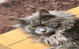 Maine Coon cats for sale: Blue Smoke Maincoon - Image 1