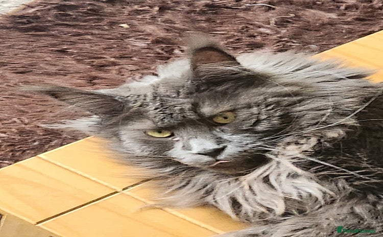 Maine Coon cats - Advert 3