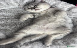 British Shorthair cats for sale: 💎Rare Silver & Spotted BSH Kittens ns 12 & n 24🐾 - Image 24