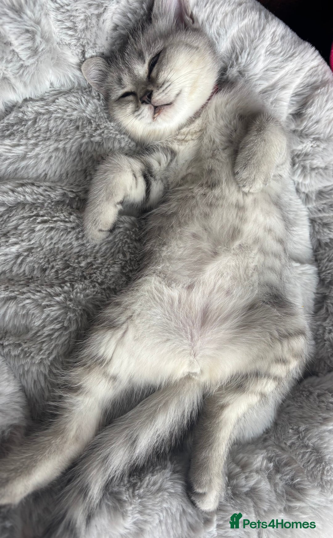 British Shorthair cats for sale: 💎Rare Silver & Spotted BSH Kittens ns 12 & n 24🐾 - Image 24
