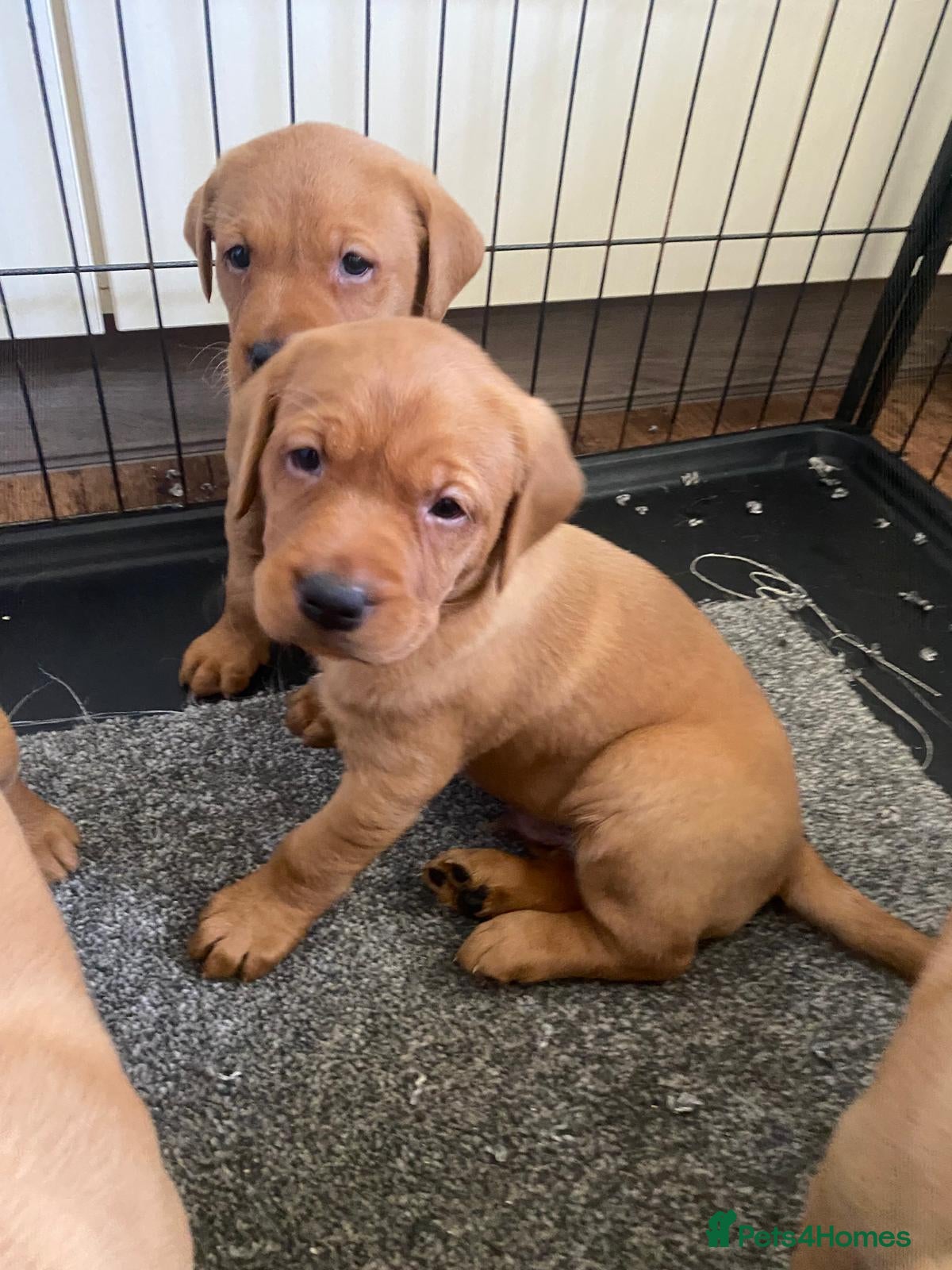 Labrador Retriever dogs Ready to leave 1 girl left kc registered lab - Advert 4
