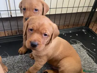 Labrador Retriever dogs Ready to leave 1 girl left kc registered lab - Advert 13