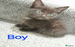 British Shorthair cats for sale: 4 beautiful kittens for sale - Image 5