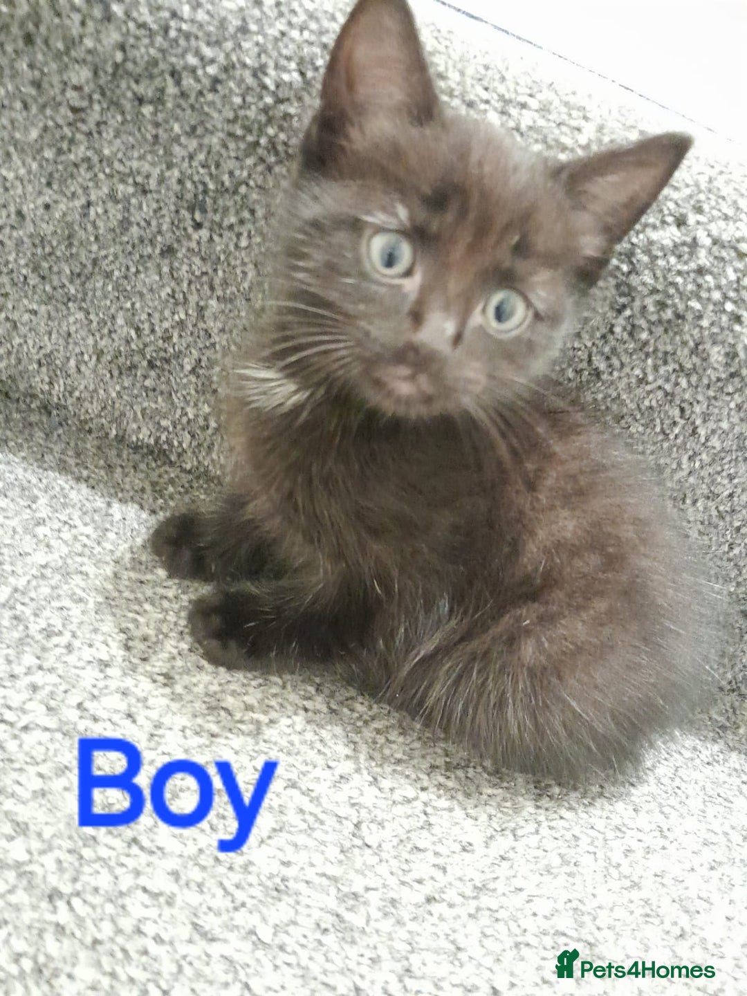 British Shorthair cats for sale: 4 beautiful kittens for sale - Image 5