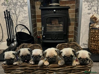 Pug dogs - Advert 9